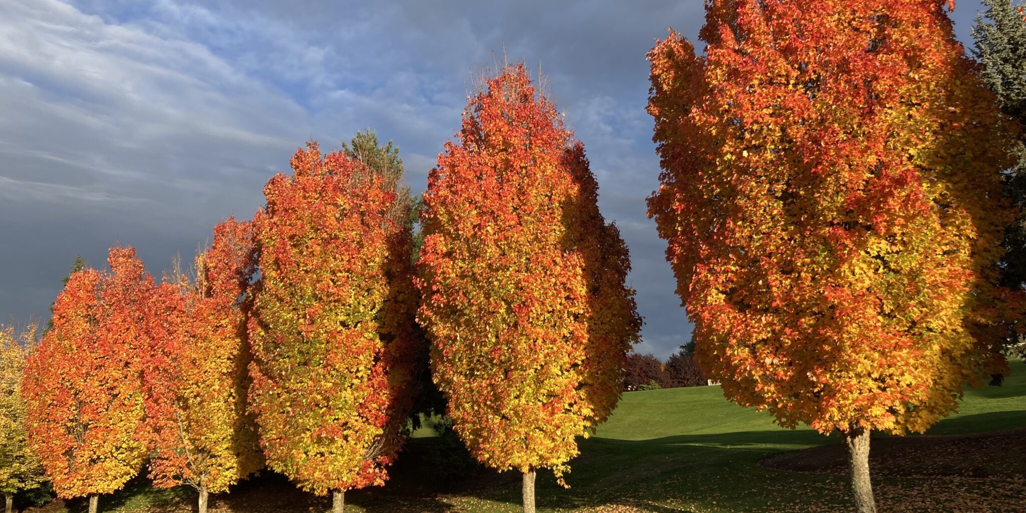Fall Trees
